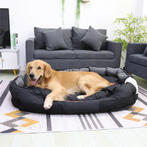 canape chien bingopaw golden