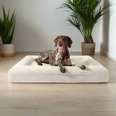 coussin chien rectangle danois