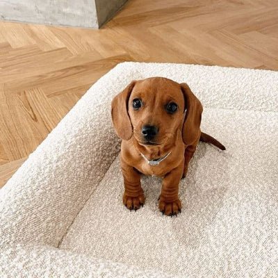 coussin chien rectangle chiot