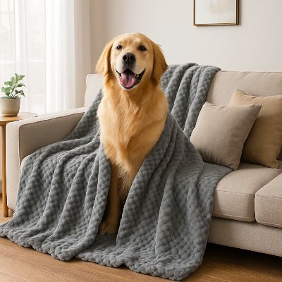 golden retriever couverture chien canape