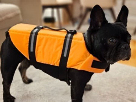 gilet de sauvetage pour chien french bulldog