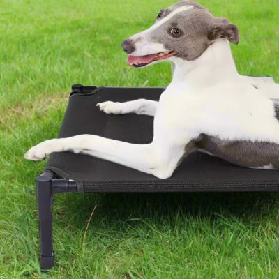 lit sureleve chien levrier