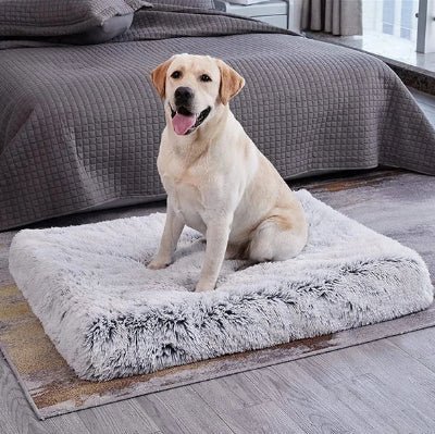 matelas pour chien orthomatcare labrador