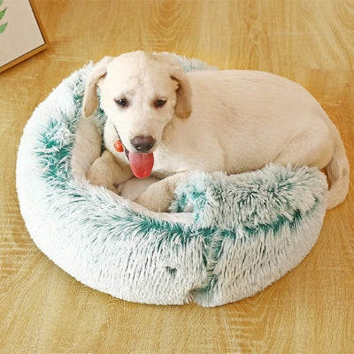 panier chien donut labrador