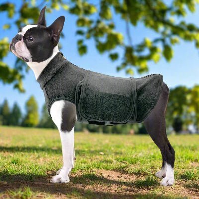 boston therrier vetement chien apaisant