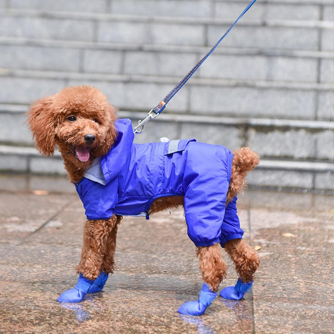 Bottes pour Chien - WaterProofDogBoot™ - Bleu - Chien Ravi