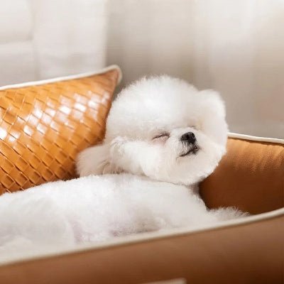 canape chien hipipet caniche