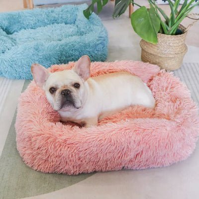 joli coussin pour chien