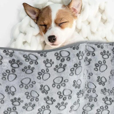 couverture pour chien jack russell