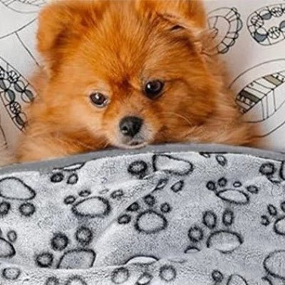couverture pour chien pomeranien