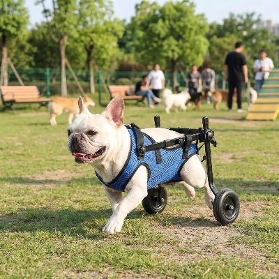 Fauteuil roulant pour chien robuste