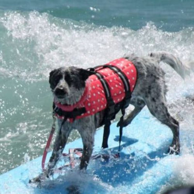 gilet de sauvetage pour chien actif