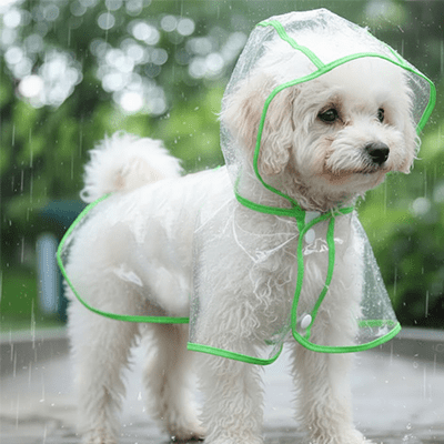 joli imperméable chien clair vert