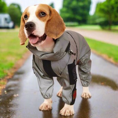 impermeable chien luminescent gris beagle