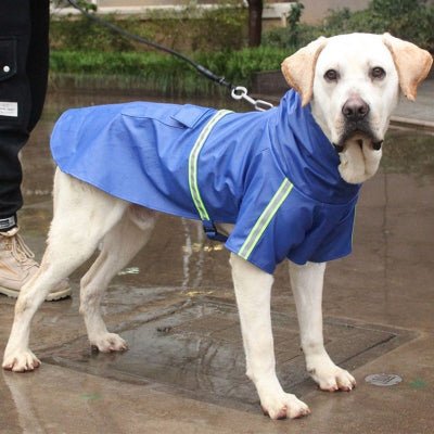 labrador blanc impermeable chien rainywalker