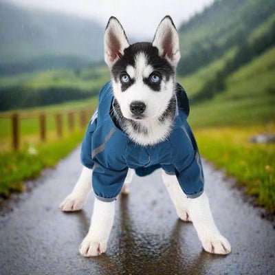 chiot husky impermeable pour chien lotus