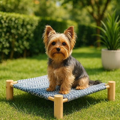 lit sureleve chien zéphyr yorkshire