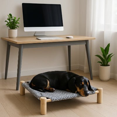 lit sureleve chien zéphyr teckel