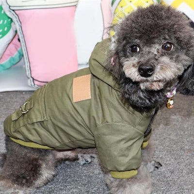 manteau chien dgny intemporel