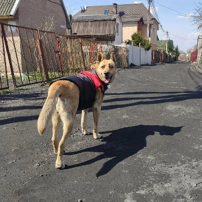 manteau chien weatherproof hiver