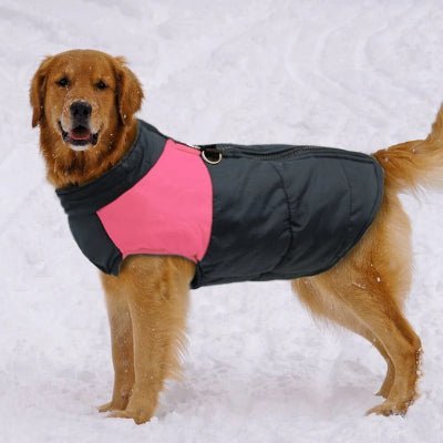 manteau chien weatherproof golden