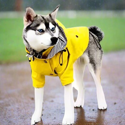 manteau pour chien fashion husky