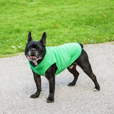 carlin manteau pour chien polaire vert