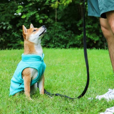 bleu clair manteau pour chien polaire tosa
