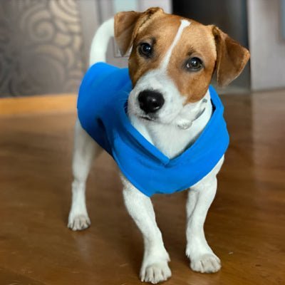 bleu manteau pour chien polaire