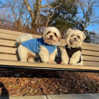 deux chiens manteau pour chien polaire