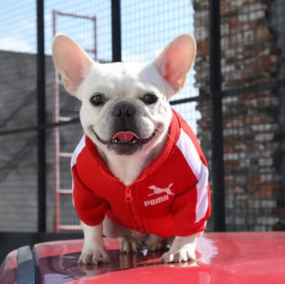 manteau pour chien sport rouge bulldog