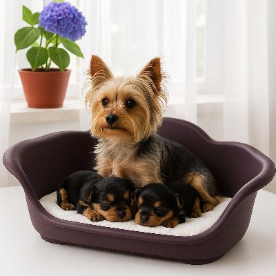 joli-panier-chien-plastique-yorkshires