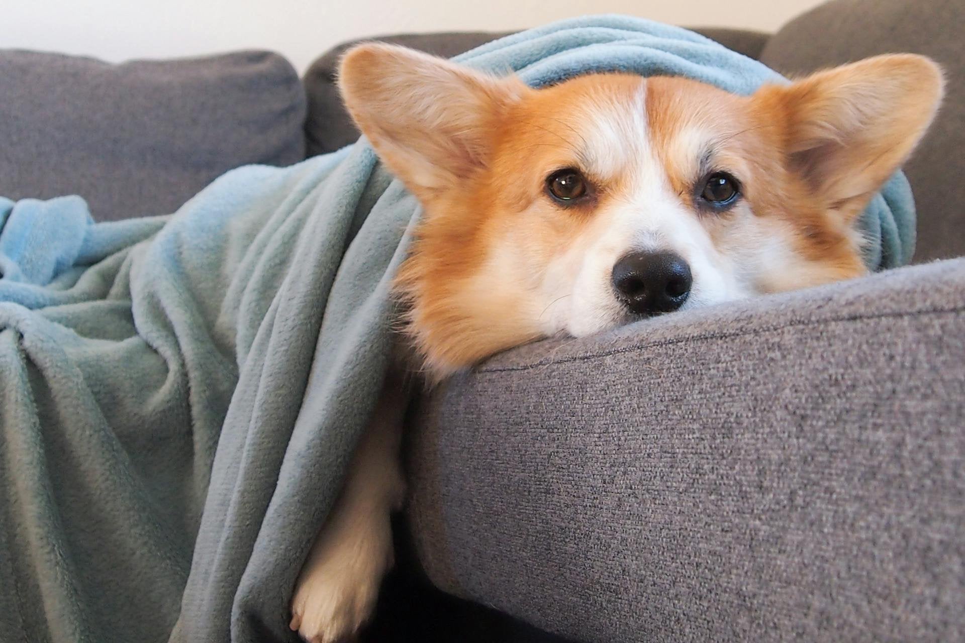 chien-allongé-confortablement-sur-canapé