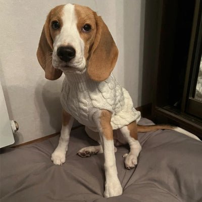 pull chien warmknitt blanc beagle