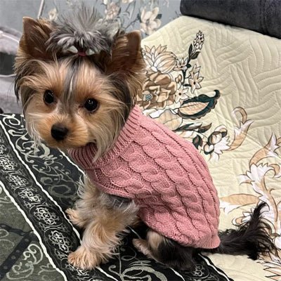 pull chien warmknitt rose yorkshire