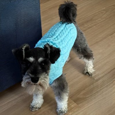 pull chien warmknitt bleu