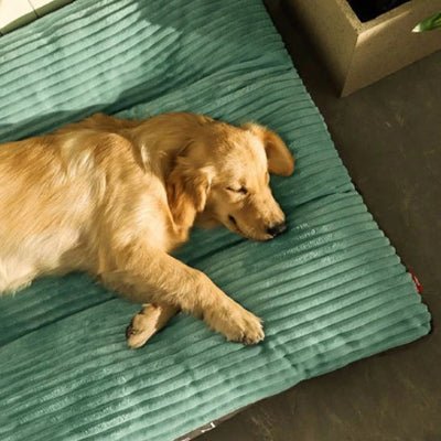tapis chien velvetcarpet vert golden