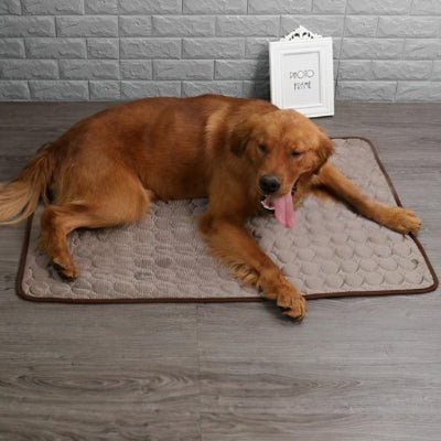 golden retreiver tapis rafraichissant chien