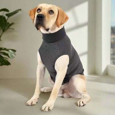 labrador vetement chien apaisant