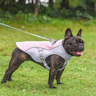 confortable vetement pour chien rafraichissant violet