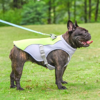 leger vetement pour chien rafraichissant vert