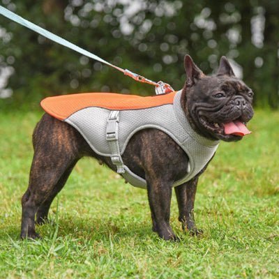 bulldog vetement pour chien rafraichissant orange
