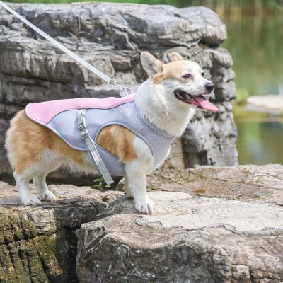 cooling vetement pour chien