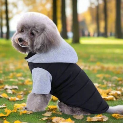 joli vetement pour chien teddy decontracte