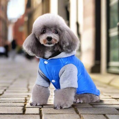 ville vetement pour chien teddy bleu