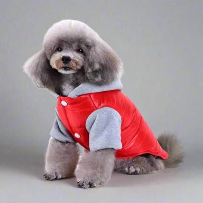 vetement pour chien teddy cool