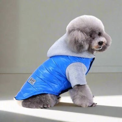 chaud vetement pour chien teddy mode