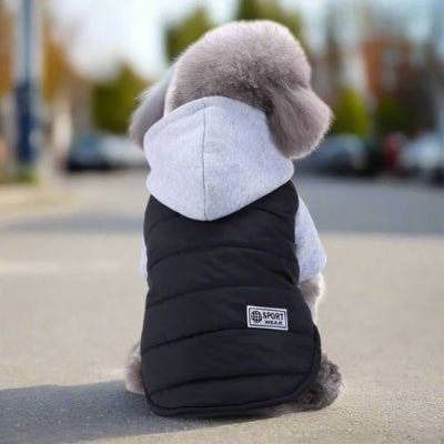 adorable vetement pour chien teddy dos