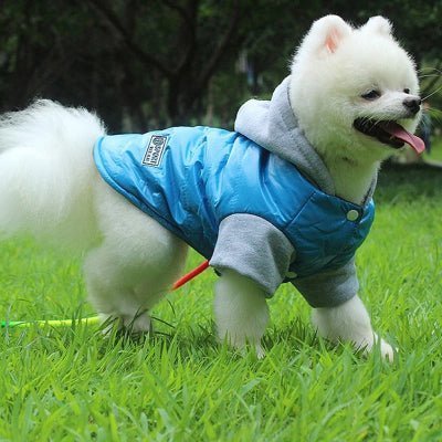 pomeranien blanc vetement pour chien teddy