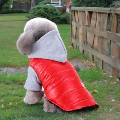 caniche vetement pour chien teddy rouge